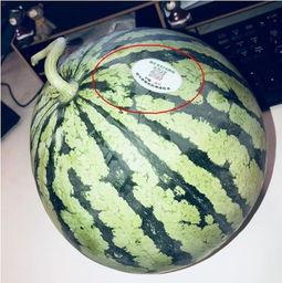 开平网红吃瓜,揭秘幕后故事与热门话题