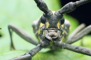 天牛哥最新爆料新闻,揭秘最新热点事件内幕